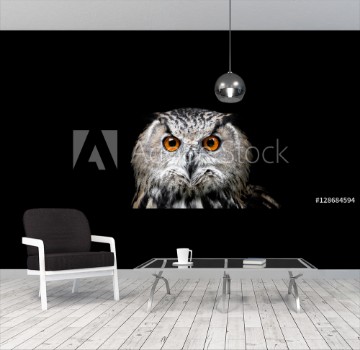 Picture of Portrait of a Beautiful Owl Owl on black background